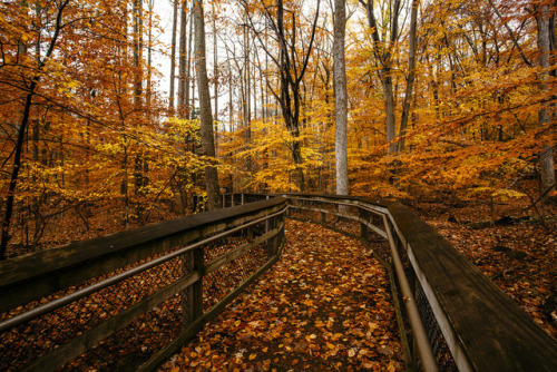 drxgonfly: Autumn Boardwalk (by Andrew Wagner) Photographer’s Website | Facebook | Twitte