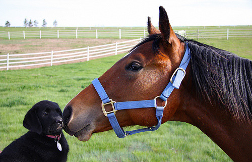 theblogforadog:  dogs and horses 