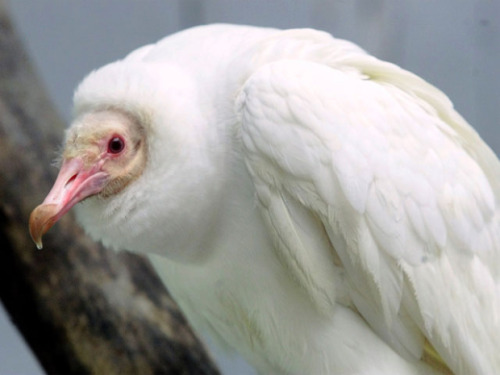 odditiesoflife:  Rare Albino Animals Albinism is a congenital disorder that robs the skin, hair and eyes of color due to lack of pigment. Albino animals are born at great risk when in the wild as they are highly visible to predators. These animals may