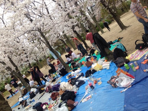 Flowering viewing/hanami party at osaka castle park!