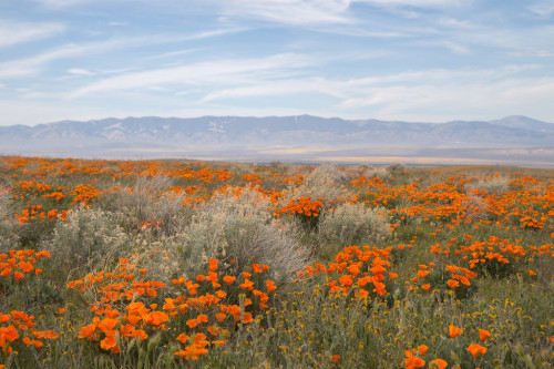 expressions-of-nature:  Poppies in Antelope adult photos