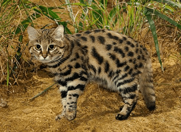 coolcatgroup:  fizzy-dog: i love cats you have long cat (serval) ear cat (sand cat) small evil cat (black footed cat) spherical cat (pallas cat) cat who probably watches makeup tutorials on youtube (caracal) very round cat (leopardus guigna) water cat