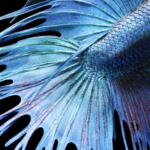 Crowntail Siamese Fighting Fish photographed by Tim Flach