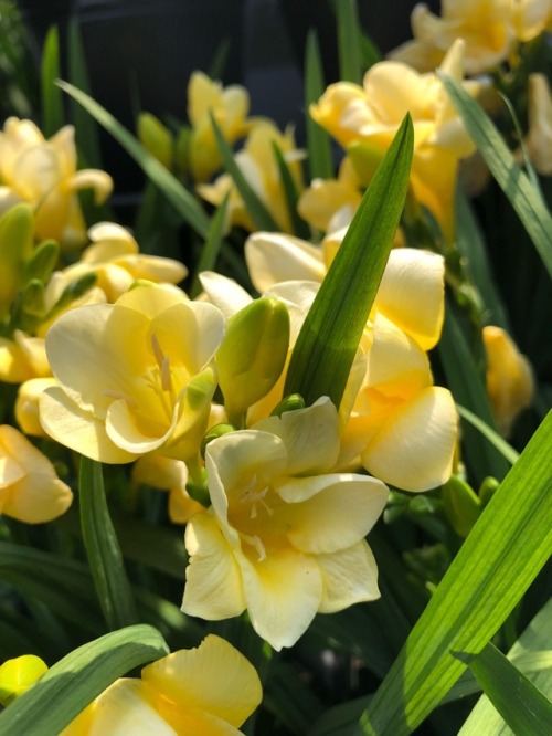 plantsarefriendssometimesfood:yellow freesia