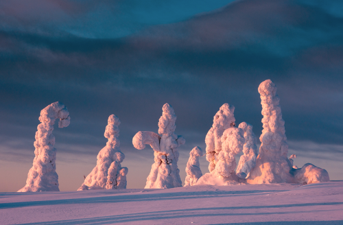 nubbsgalore:in finland’s riisitunturi national park, siberian spruce trees become covered with tykky