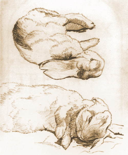 peterrabbit2007:Various Beatrix Potter’s drawings of rabbits.