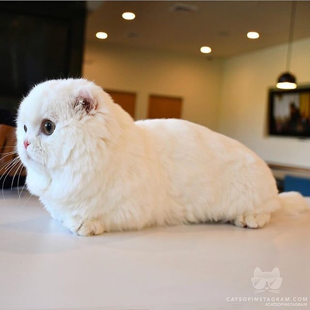 catsofinstagram:  From @Goyanggy: “Baby seal or cat??” #catsofinstagram [source:
