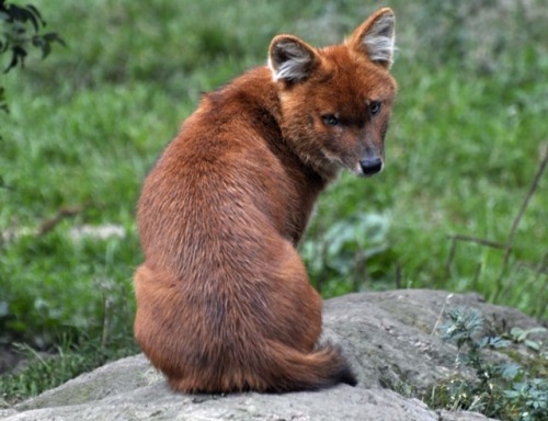 thevortexbloguk:10 amazing animals you’ve never heard of before - but need to hear about now as some