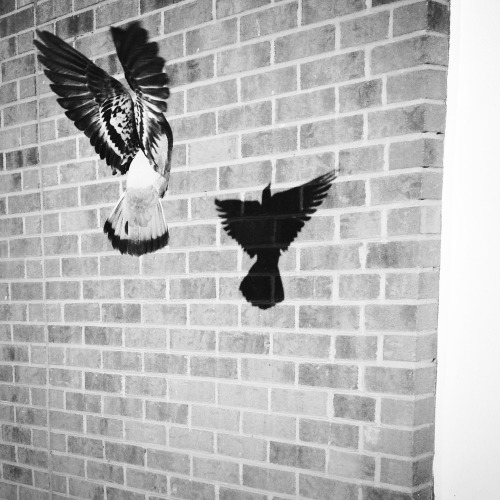 soteeoh:  Shadow Boxin | Toronto Street Photography | instagram @Soteeoh