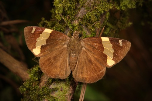 sinobug:  BUTTERFLIES from Yunnan, China  Click on and scroll through images for individual IDs…  by Sinobug (itchydogimages) on Flickr. Pu’er, Yunnan, China  See more Chinese butterflies on my Flickr site HERE…