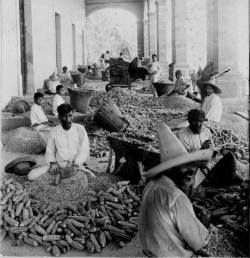 cazadordementes:    Desgranando maíz en 1902. Un México que se fue… 