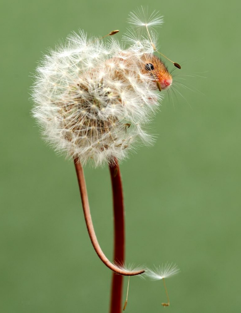 afacelesswitch: tenebras-autem-nadir:  salemwitchtrials: Harvest mouse on a dandelion