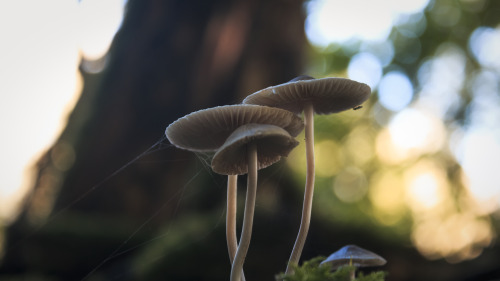 Mushrooms! by Danimatie