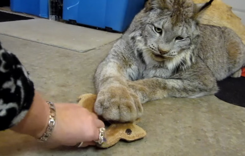 kittykat8311: robotslenderman: anythingbetterthanzukash: Canada Lynx (x)  The enormous paws *gr