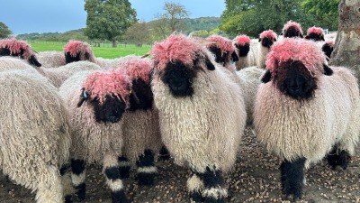 lionfloss:lionfloss:The Swiss Valais Blacknose porn pictures