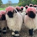 lionfloss:lionfloss:The Swiss Valais Blacknose adult photos