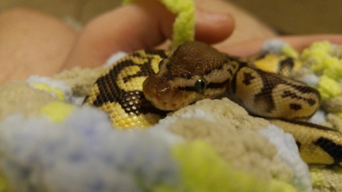 theincrediblemisterteslassnekmod:The second I wrapped her in the blanket I made with the leftover ya