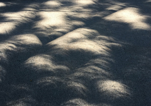 Effects of the Eclipse - Crescent Shadow Abstract #1Source: Diane Williams’s Photography 