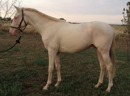 all-the-horses: Caught Creepin Caught Streakin x Canadian Jewel Thoroughbred, Stallion Born 2014