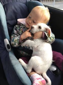 catsbeaversandducks:  Lilly The Puppy And Matilda “One evening about one and a half months ago I was driving with my youngest daughter on a dark road when a car in front of me slammed on a breaks forcing me to break sharply and nearly going of the road