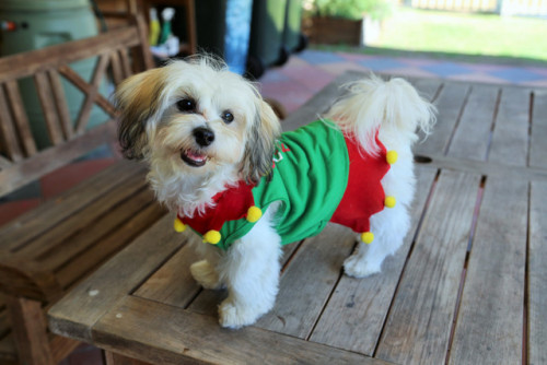 (via Christmas In OZ: Santa’s Little Elf! — Cute Overload)