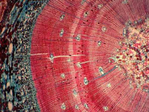 planetvalium:   A cross section of the stem of a small pine tree.   Amazing