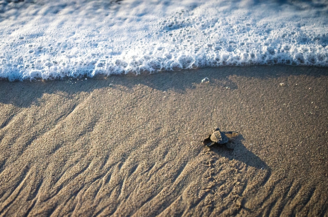 lsleofskye:  Baby TurtlesCredits: 1, 2, 3, 4, 5, 6, 7, 8, 9, 10
