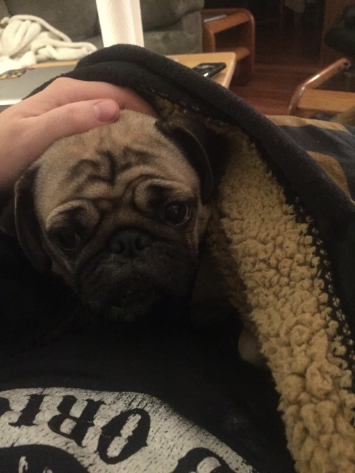 Picked up my pug when I got back into town porn pictures