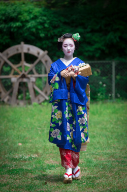 geisha-kai:  June 2015: famous maiko Mikako