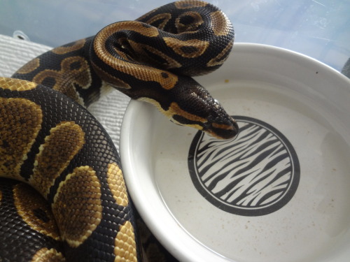 applepythons:Eris having a nice li’l drinky