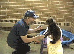 tastefullyoffensive:  Why bears don’t trust people. [x]