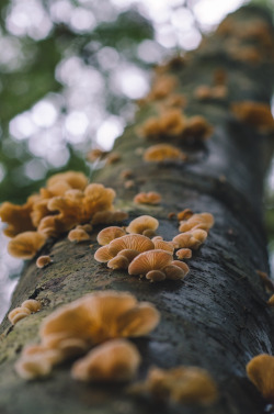 millivedder:  Oyster Mushrooms Prints 