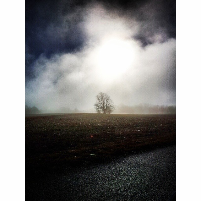 #morning #nature #driving #countryside #sunshine #fog #tree #field #clouds #photography