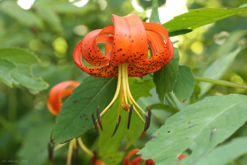 vandaliatraveler:Anyone who believes Appalachia’s summer wildflowers suffer in comparison to the spr