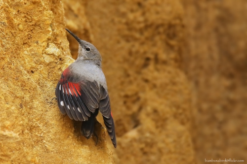 Wallcreeper (Tichodroma muraria) &gt;&gt;by Apisit Wilaijit