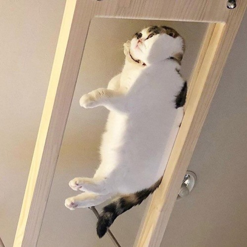 justcatposts:  Just a cat chilling on glass (via)