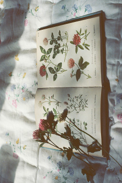  nature & vintage blog 