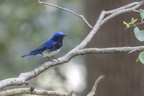 オオルリ（Blue-and-white Flycatcher）