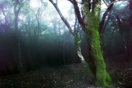 Mt.Oikedake / Mie Prefecture by sf1003！ on Flickr.