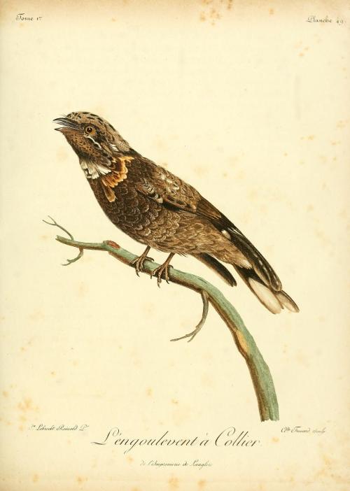 The Fork-tailed (Caprimulgus forficatus) and the Red-necked (Caprimulgus ruficollis) nightjars. Nigh