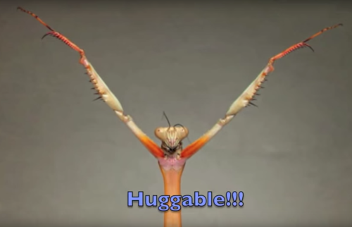 Porn @purple-mantis can i have puce hug? X3 photos