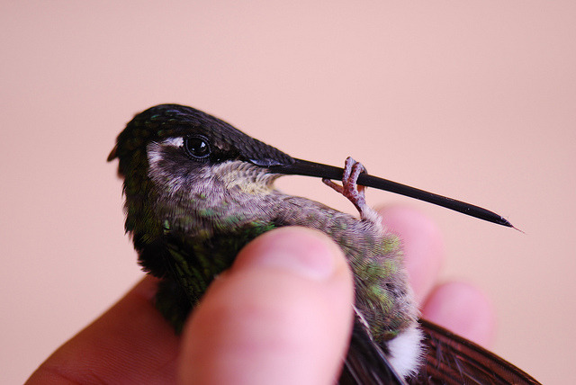 poupon:  birbfriends:  fairy-wren:  Magnificent Hummingbird (photo by Sam Bobbing)