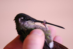 roachpatrol:  birbfriends:  fairy-wren:  Magnificent Hummingbird (photo by Sam Bobbing)  grab  toot toot 