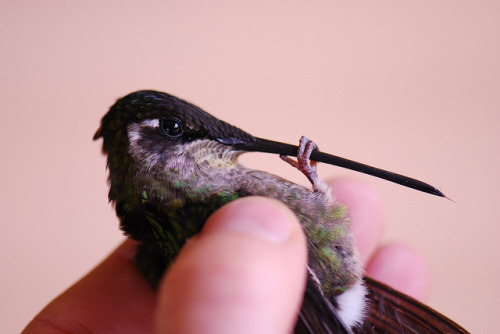 birbfriends:fairy-wren:Magnificent Hummingbird(photo by Sam Bobbing)grab