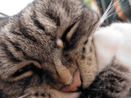 butwilltherebekitties: crinkly kitty noses reblog if you agree