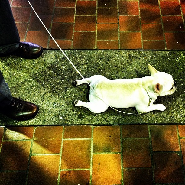 Betts the Bulldog (Westminster Dog Show, NYC)