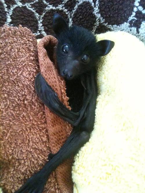 gothiccharmschool:  catsbeaversandducks:  It’s Baturday! Photos by ©Baby Bats and Buddies of Bats QLD and ©Tolga Bat Hospital  Bats!  aaahhh batties! Sorry for the long scroll, reblogging these for reference. … …and cute