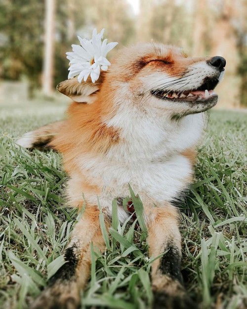 everythingfox:Flower Foxe Juniper the Fox