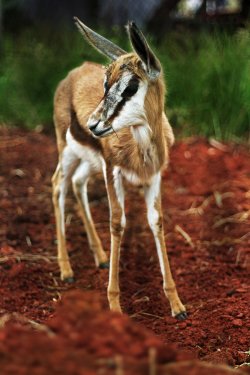 cachaemic:  Springbok 