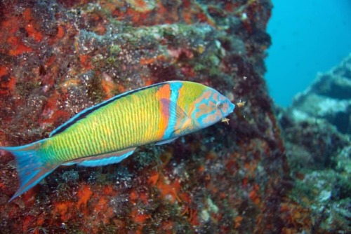 Peixe Rainha (Thalassoma pavo) https://www.facebook.com/rubengarciascuba/ Season Challenge Padi 5* D